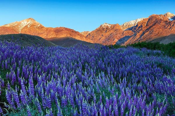California-Sierra Nevada Range Blooming Inyo bush lupine in valley